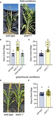 Sorghum bicolor INDETERMINATE1 is a conserved primary regulator of flowering